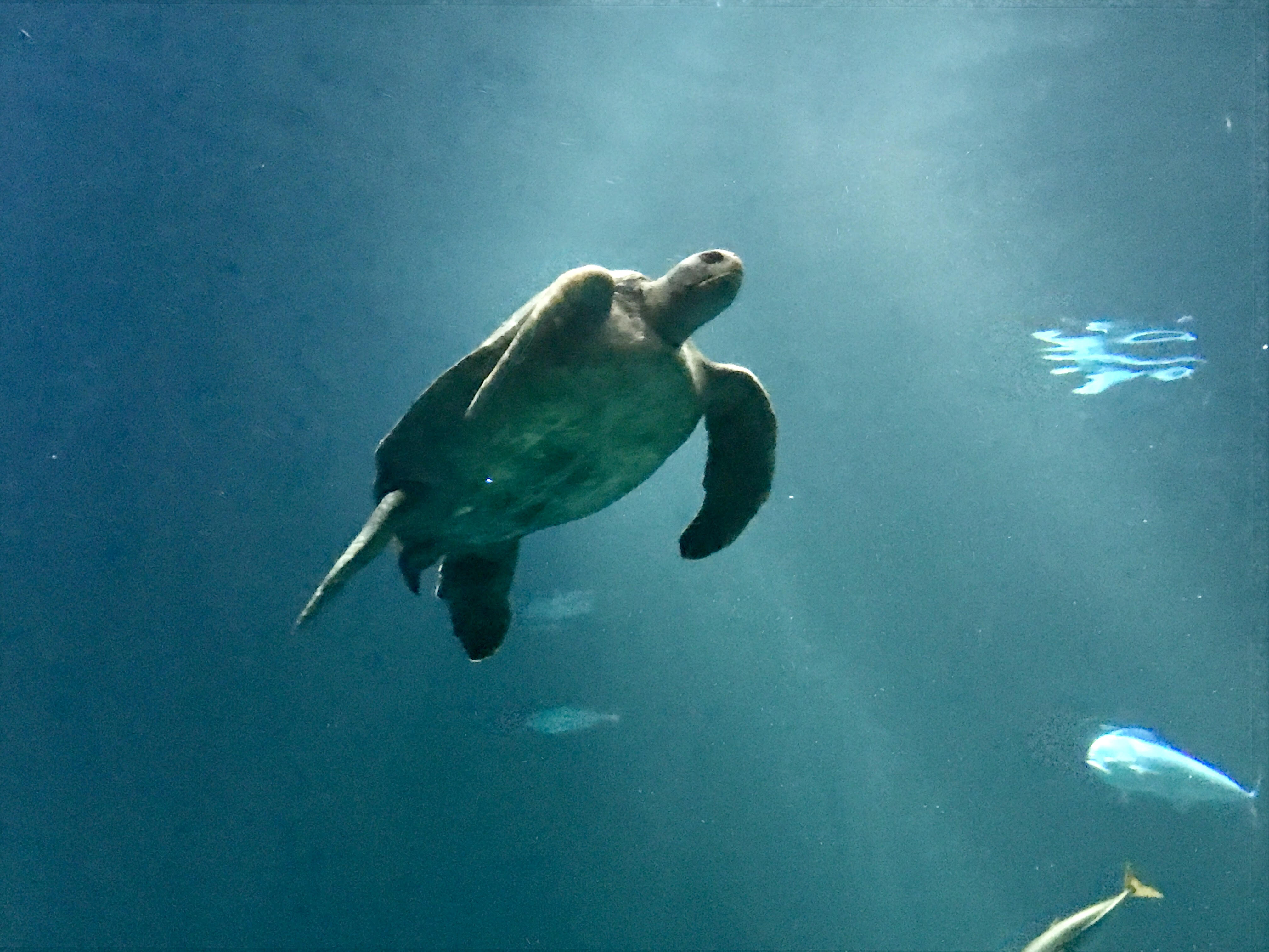 Slide #1 copy copy copy copy copy copy copy copy Slide background